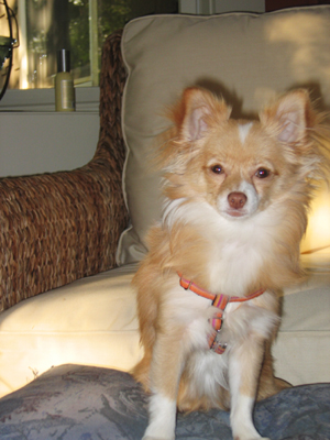 Pomeranian/Long Hair Chihuahua. Pet of the month: Uma
