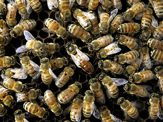 0_61_bee_colony Image: Fox News
