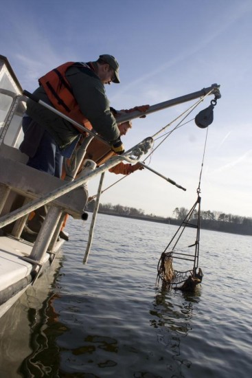 Oysters Image: US Army