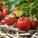 strawberry strawberry