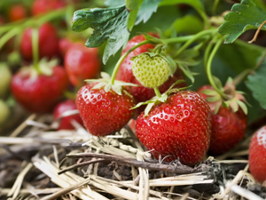 strawberries strawberries