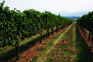 vineyard vineyard