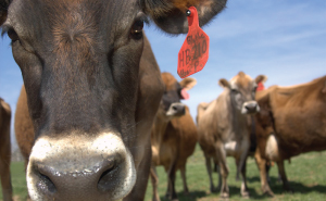 cow cow