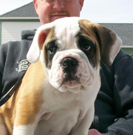 0810pet_month