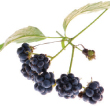 blackberry