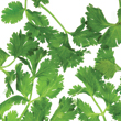 cilantro