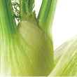 fennel