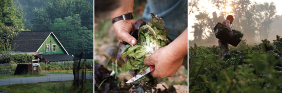 Potomac Vegetable farms Potomac Vegetable Farms (Photographs by Jonathan Timmes)
