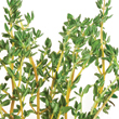 thyme