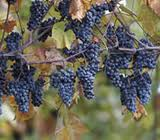 Norton Grape