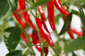 cayenne pepper cayenne pepper