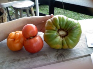 LF - Tomato Contest LF - Tomato Contest