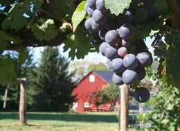Willowcroft Winery Willowcroft Winery