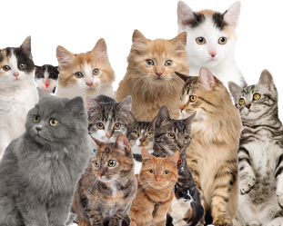 cats