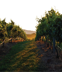 Tarara Winery