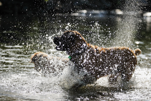 Shirlington Dog Park Shirlington Dog Park
