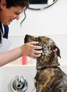 Bark ‘N Bubbles Dog Wash Bark ‘N Bubbles Dog Wash