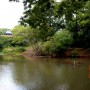 Rope Swinging