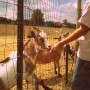 Cox Farms