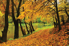 1011fallfoliage