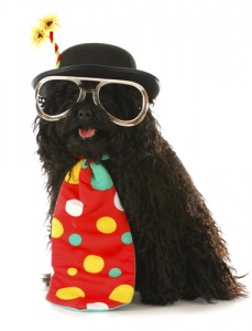 Halloween dog