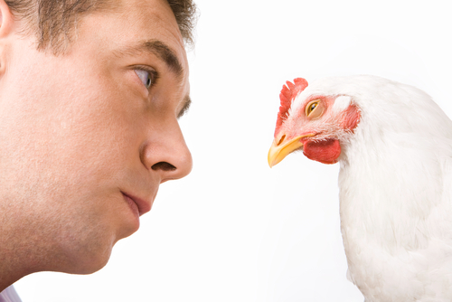 manvschicken