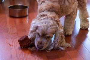 puppy2