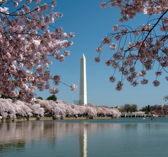 National cherry blossoms.
