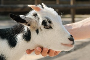 NoVA Spring Break Petting Zoo