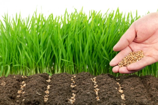 Vegetable Garden Seeds