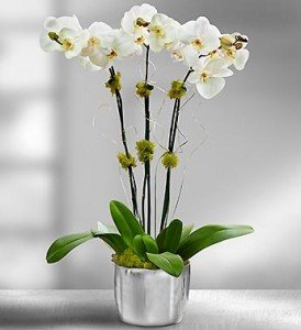 Celebration Orchid (Photo: 1800flowers.com)