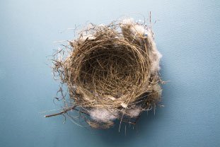 nest