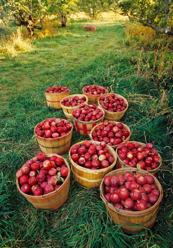 Bushels of apples