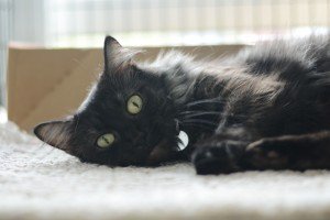 cat