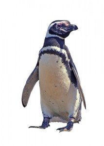 shutterstock_105815309 penguin