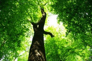 tree