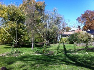 Hop Vines