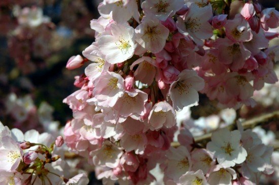 Spring Cherry Blossoms