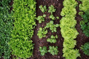 0413_athome_garden