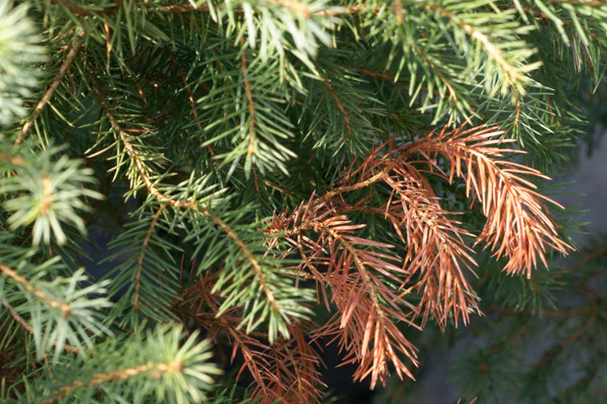 browning evergreen tree