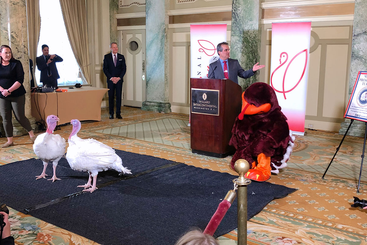 hokie bird with turkeys