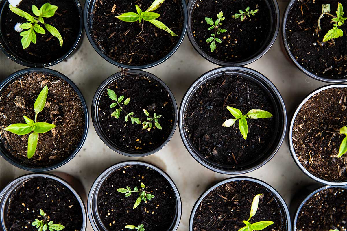 small green plants in pots